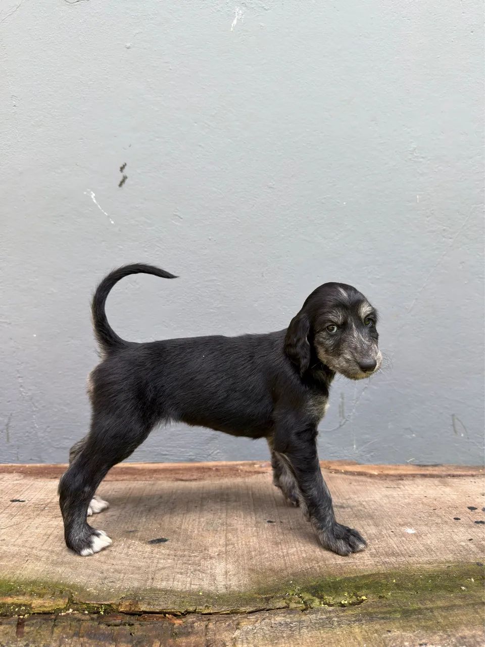 Filhotes de Afghan Hound  - Foto 3