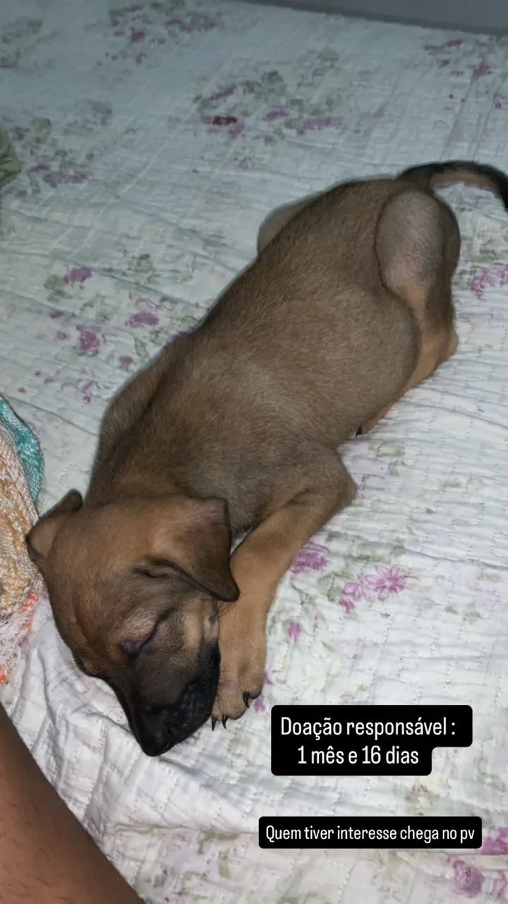 Cachorro  - Foto 4