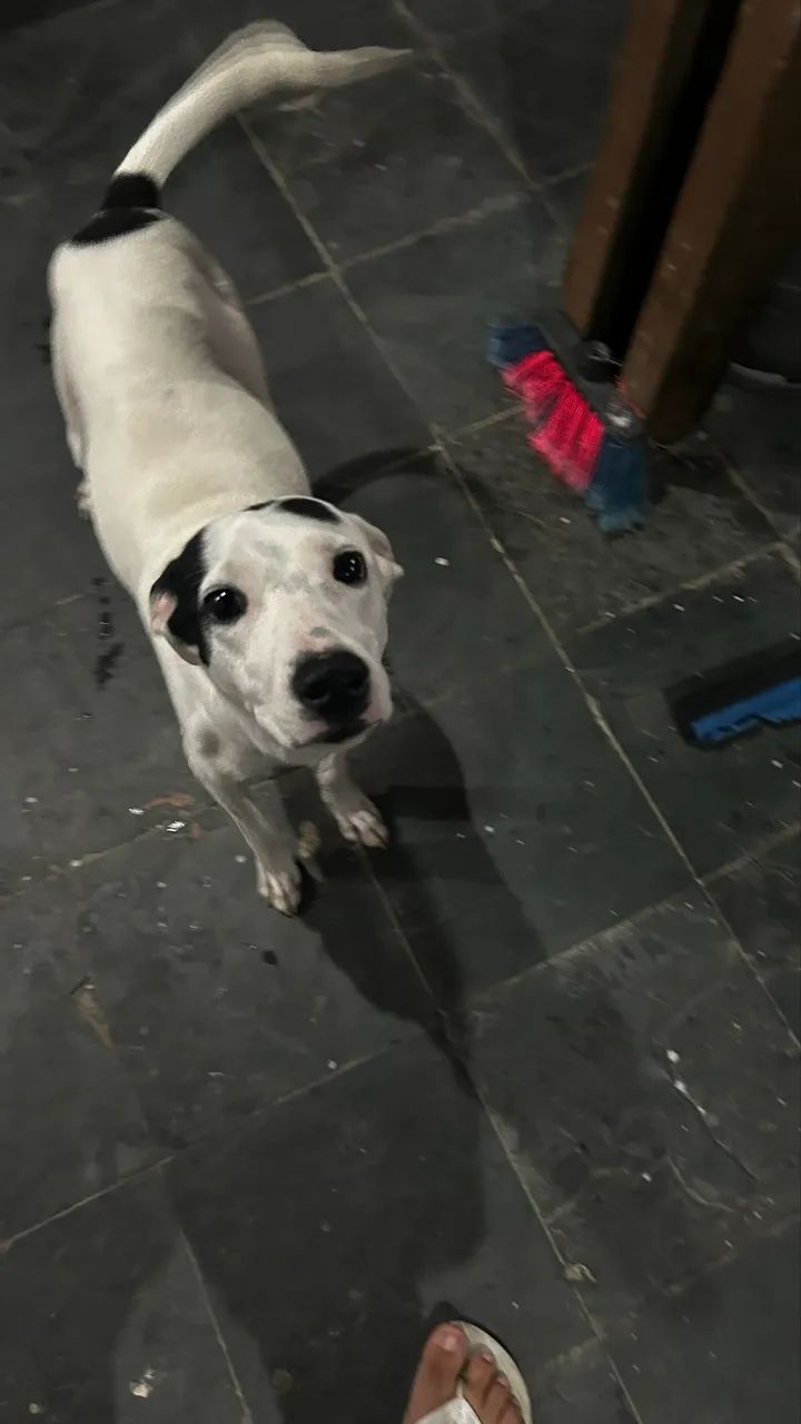 Doação de pet  - Foto 4