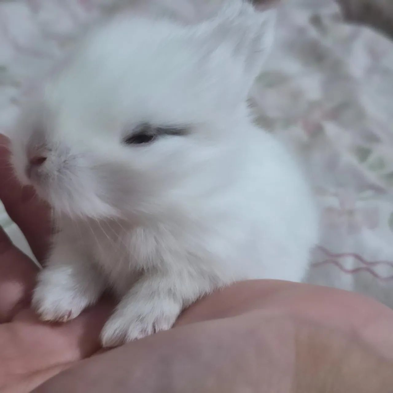 Mini Lop 