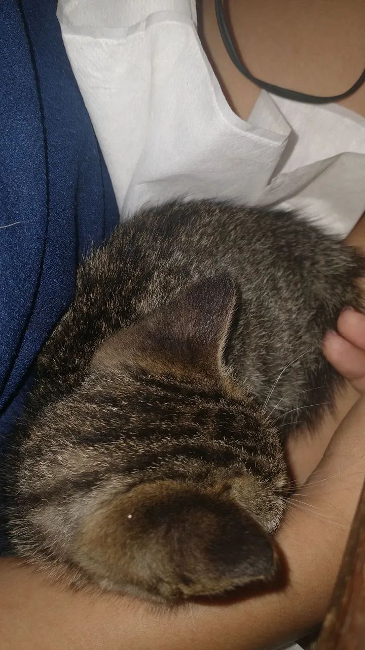 Doa-se gatinho macho - Foto 3