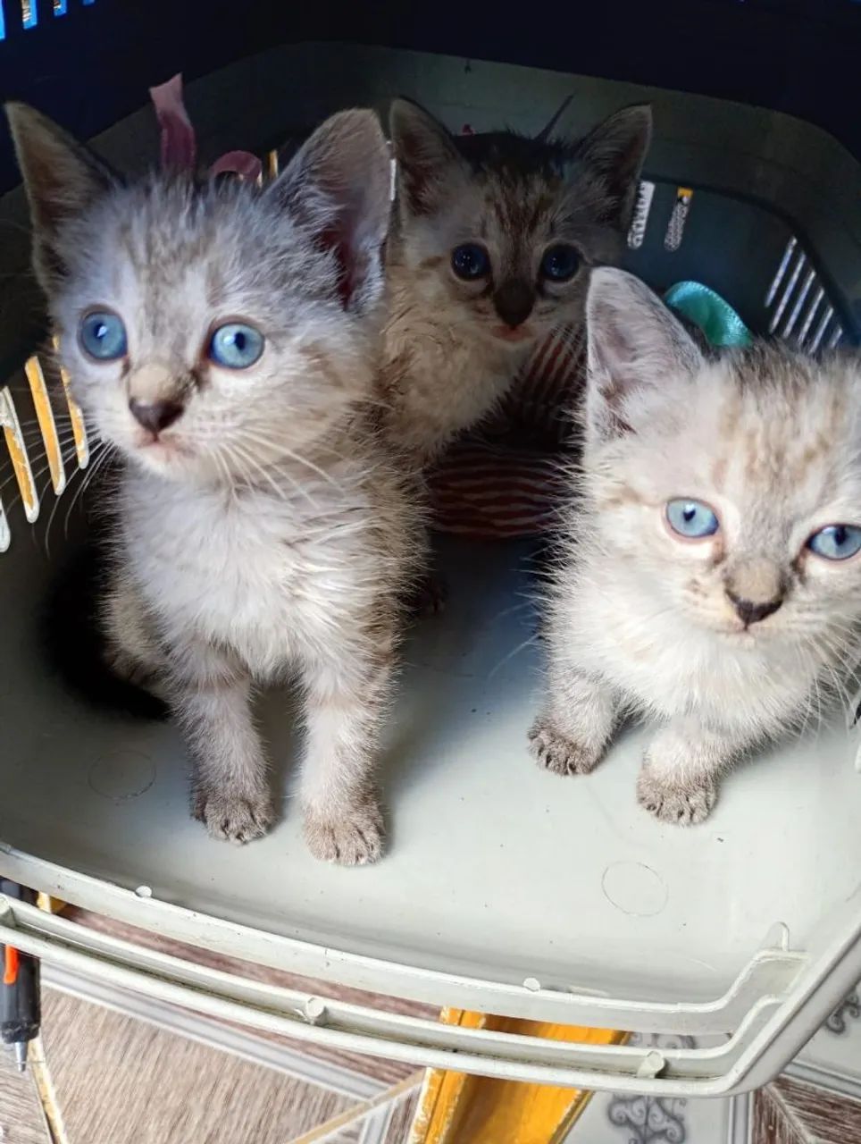 Gatas Adoção.