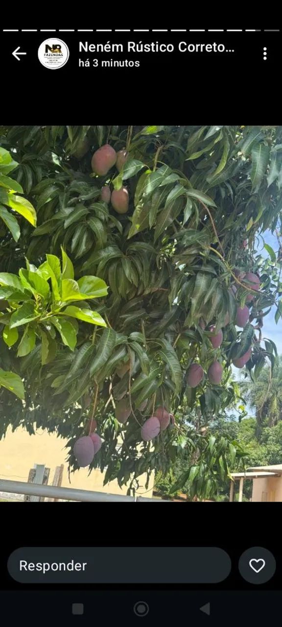 Chácaras em Varjão GO  - Foto 3