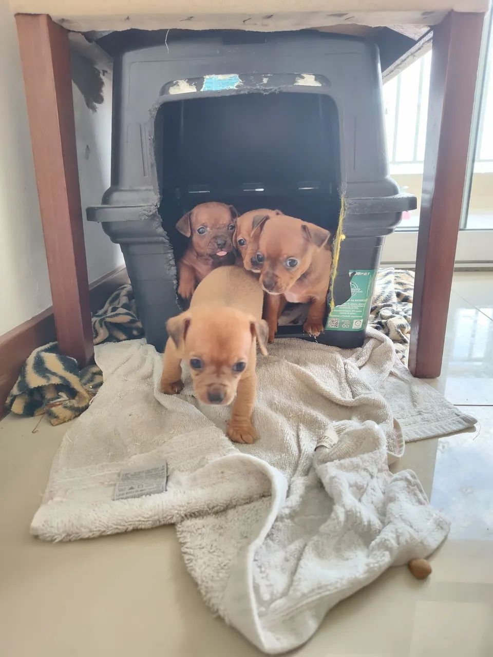 Filhotes de Pinscher  - Foto 4