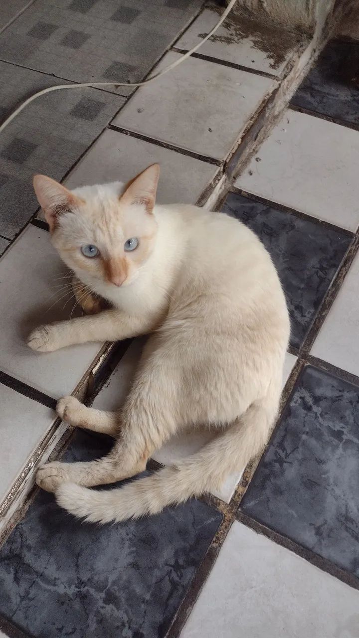 DOAÇÃO GATO