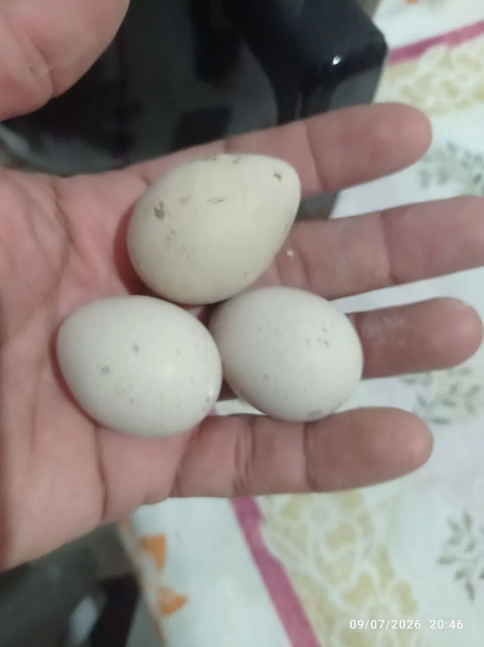 Vendo Perdiz Chukar  - Foto 4