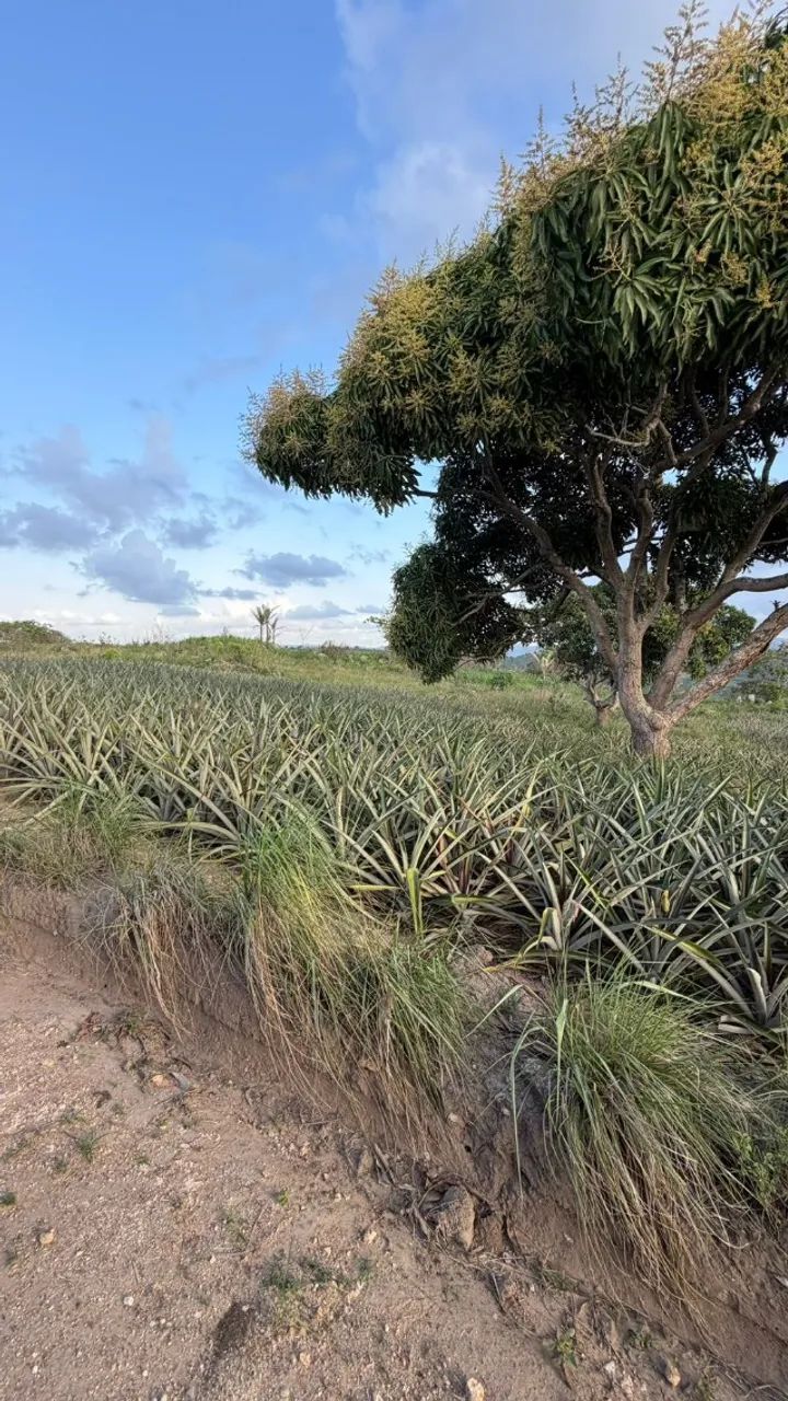 PROPRIEDADE RURAL À VENDA NO MUNICÍPIO DE POMBOS/PE