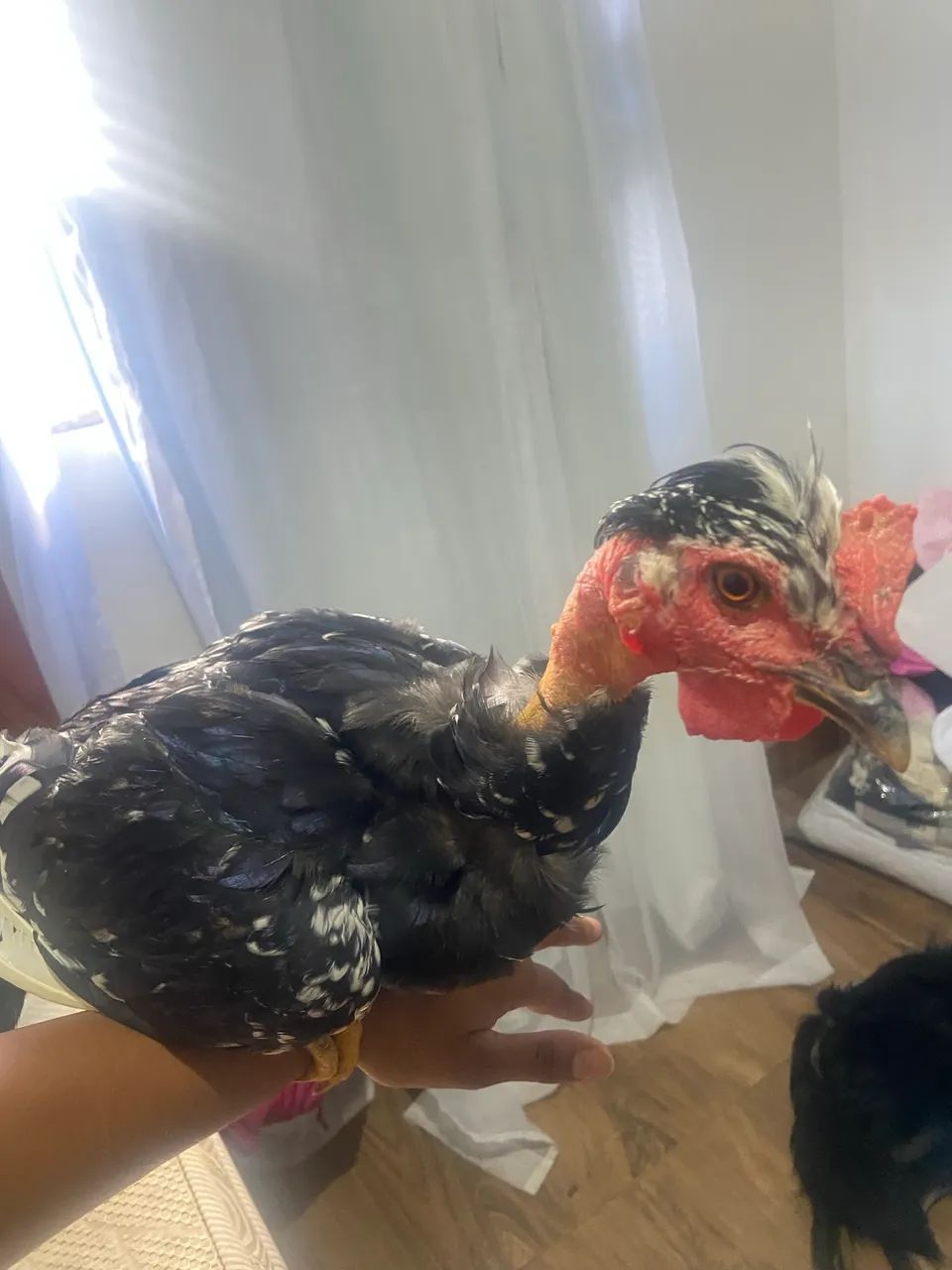 Galo  - Foto 2