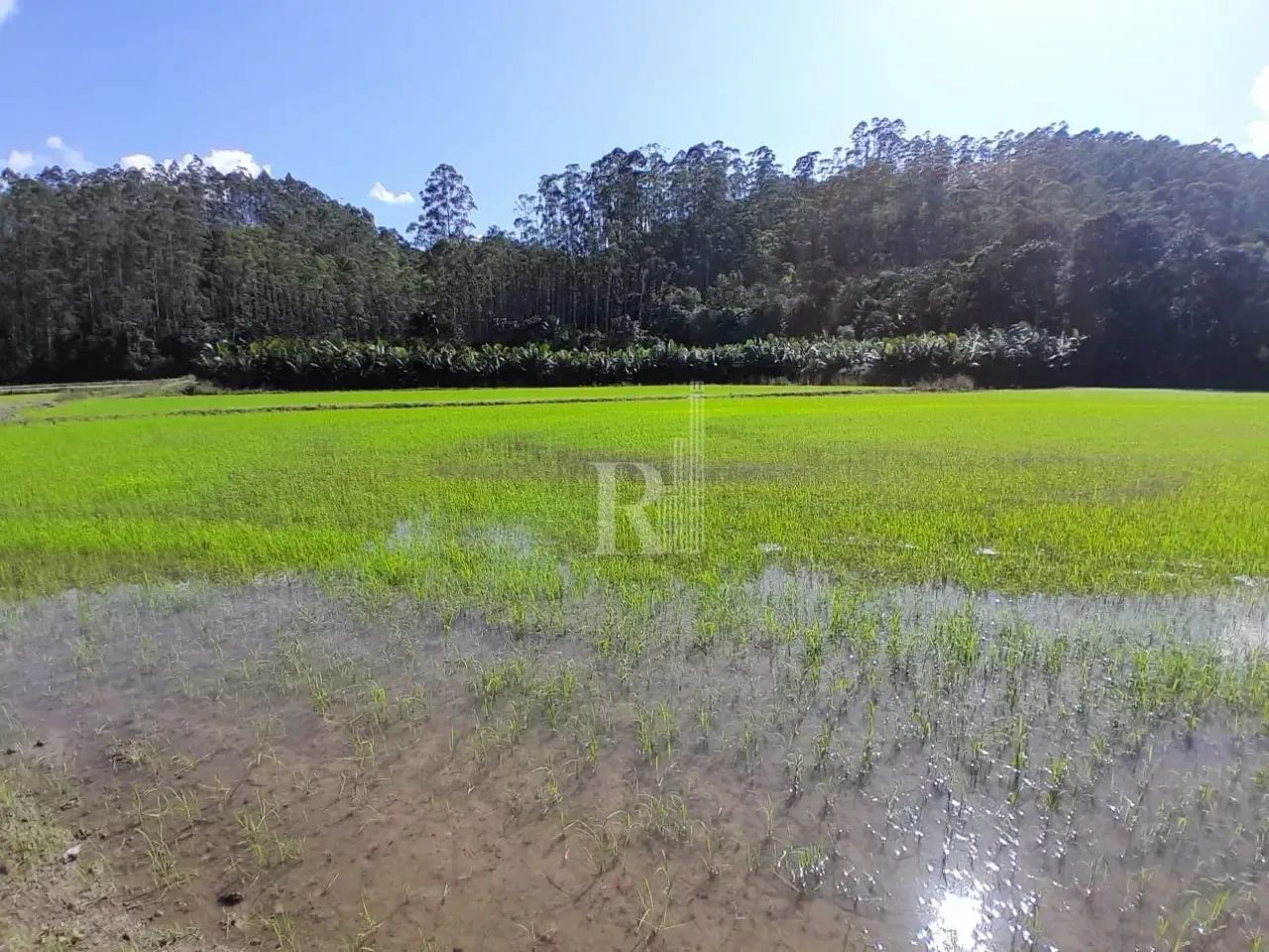 Sítio à venda, oliveira, Tijucas, SC - Foto 2