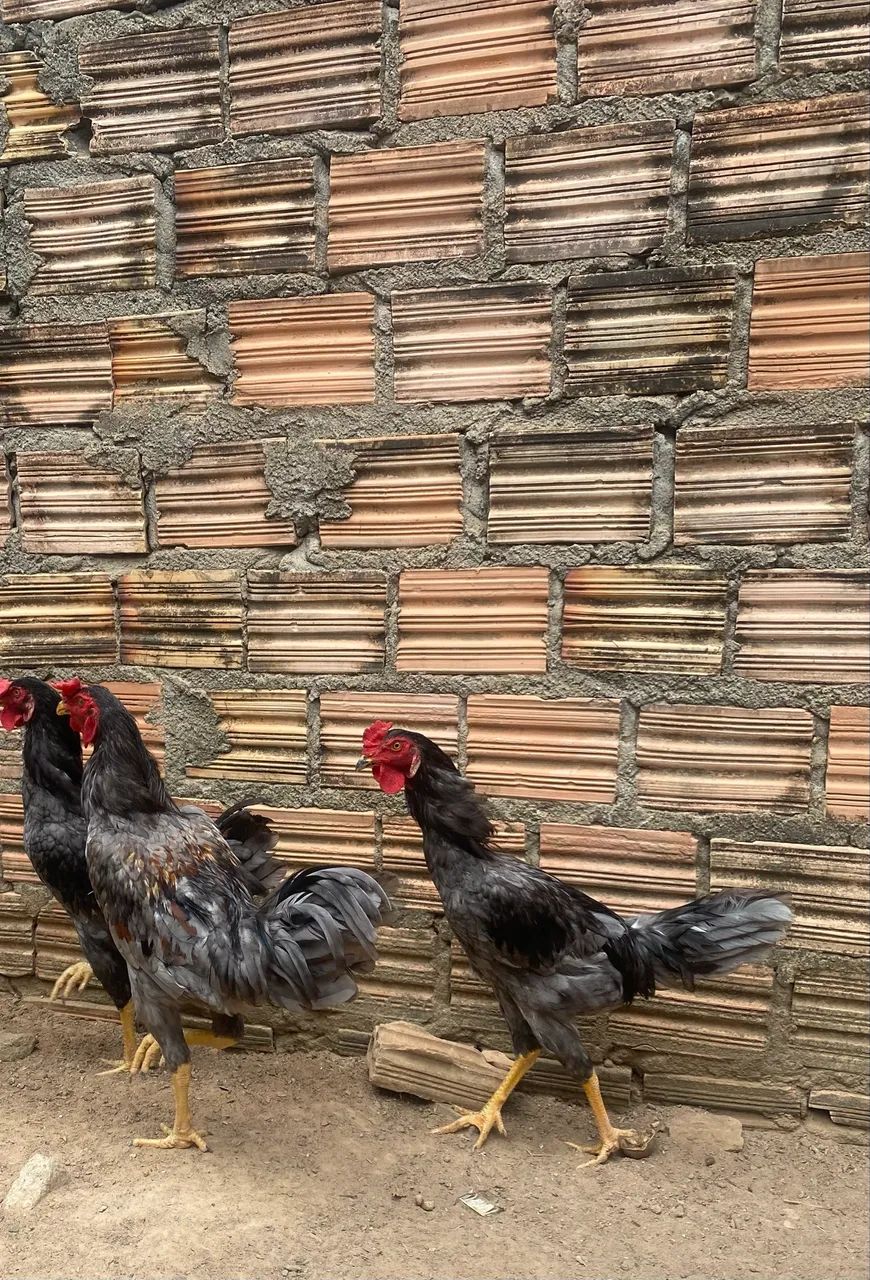 Vende-se frango caipira  - Foto 2