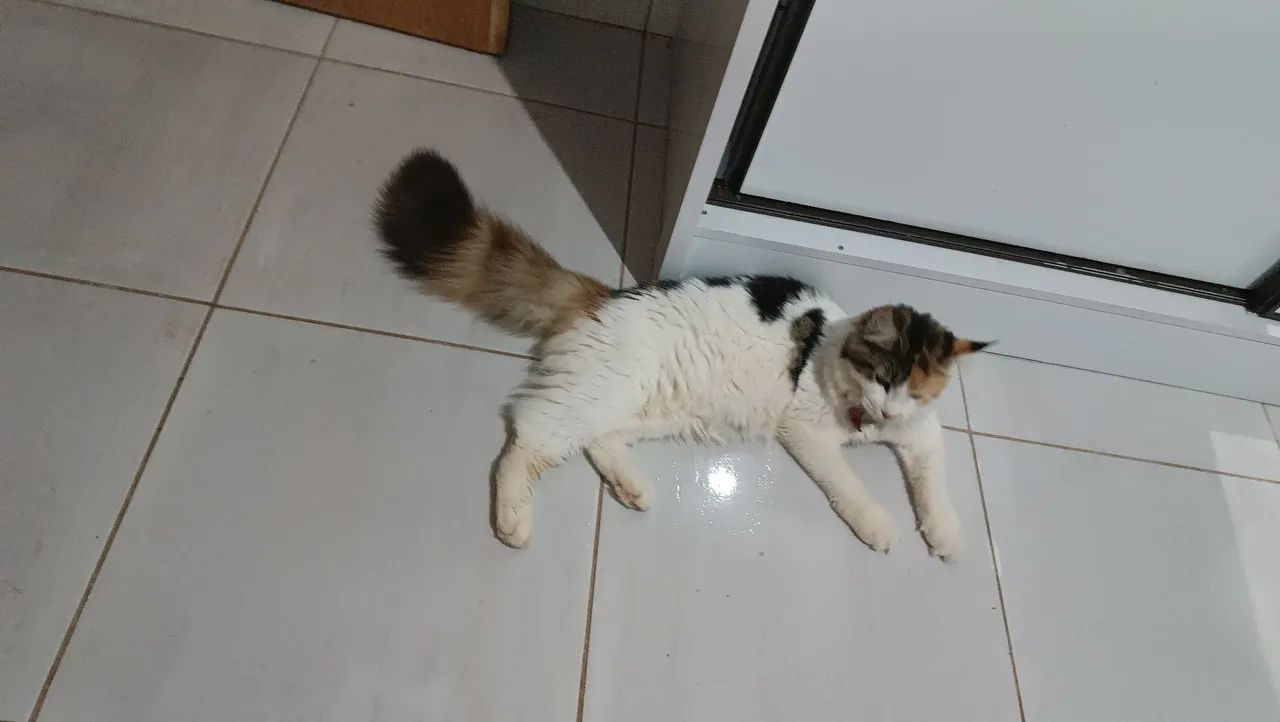 Gata Mainecoon - Foto 3
