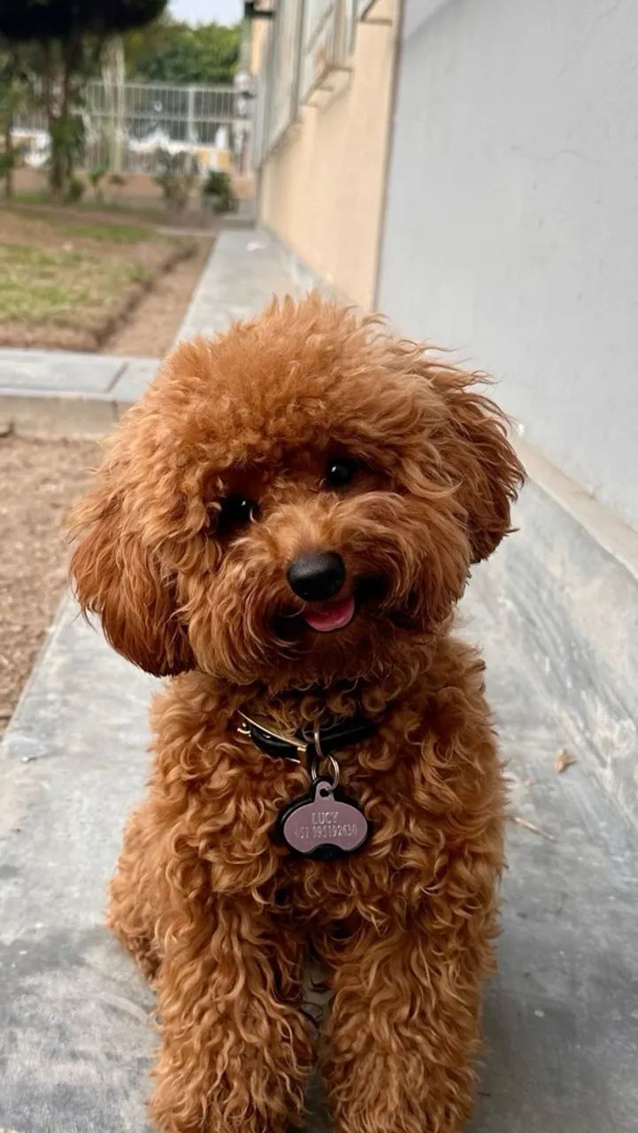 Poodle red 