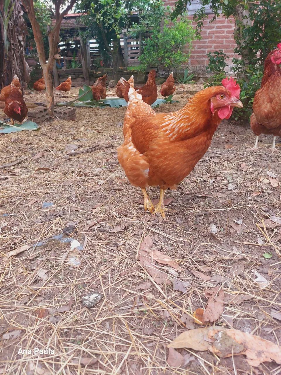 Galinhas Isa Brown  - Foto 2