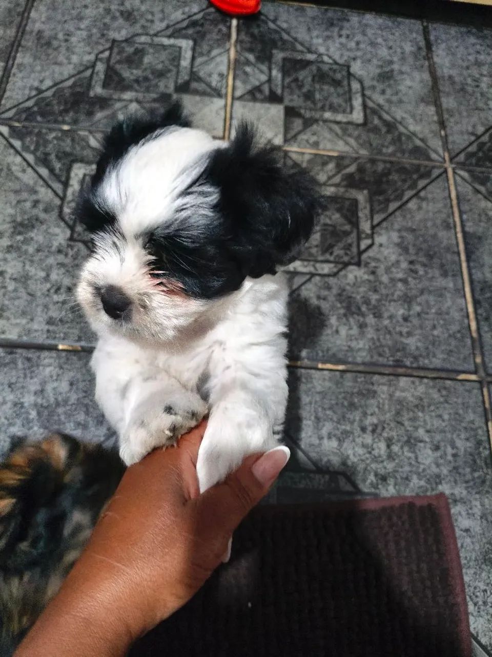 Cachorro chitzu  - Foto 4