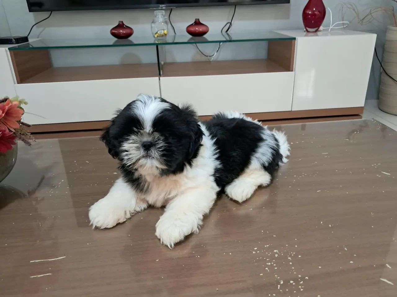 Shih-tzu Macho de qualidade e excelente linhage  - Foto 2