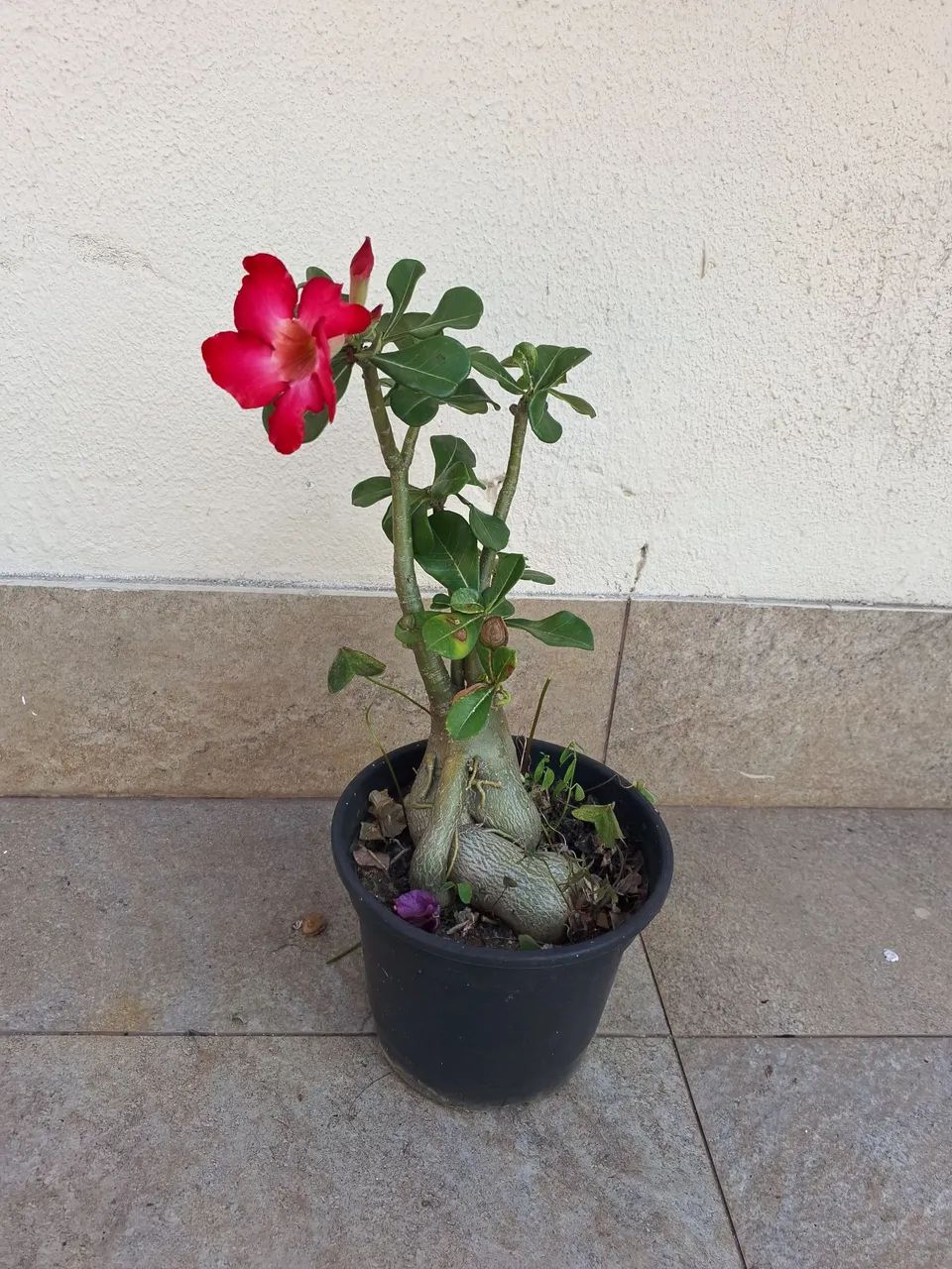 Rosa do deserto  - Foto 4