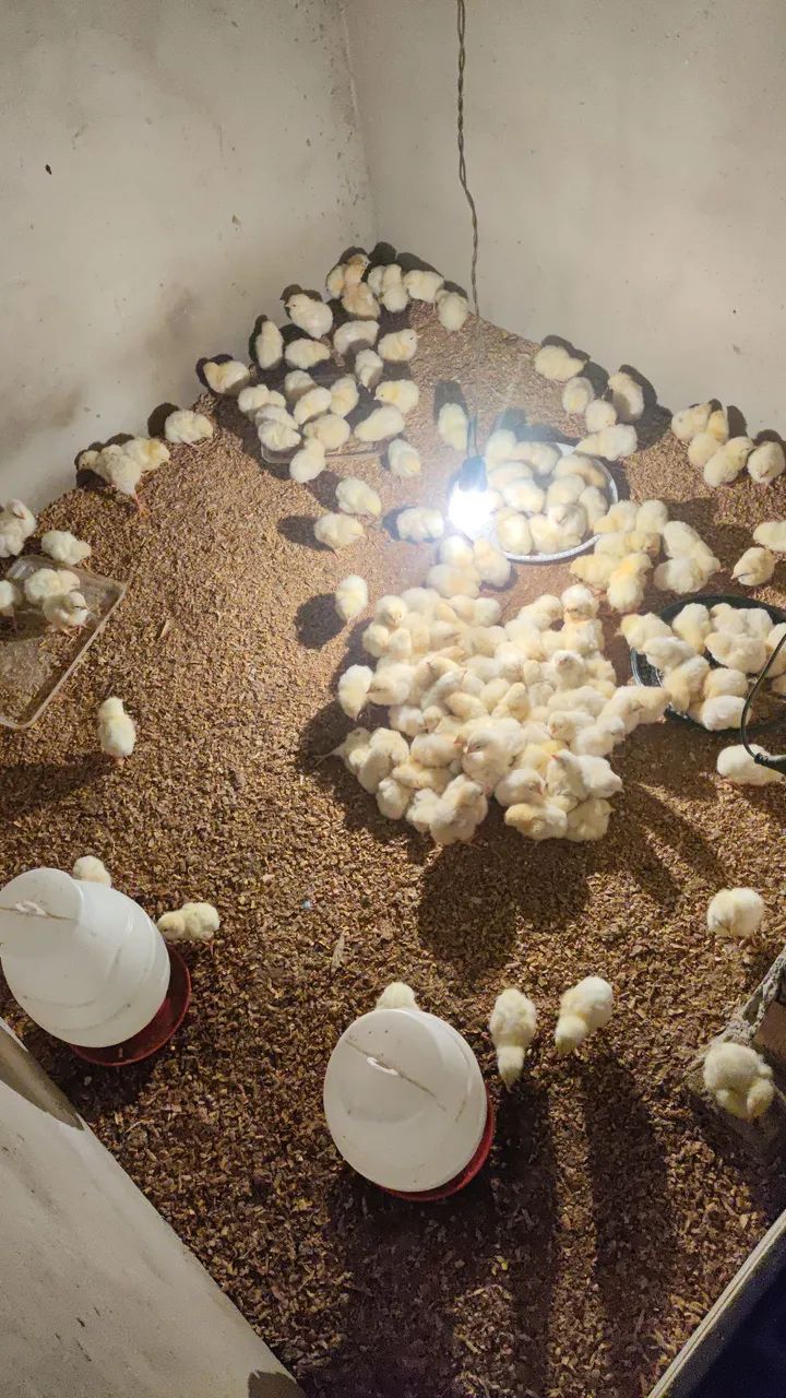 Pintos de granja já vacinados 300$ a caixa  - Foto 4