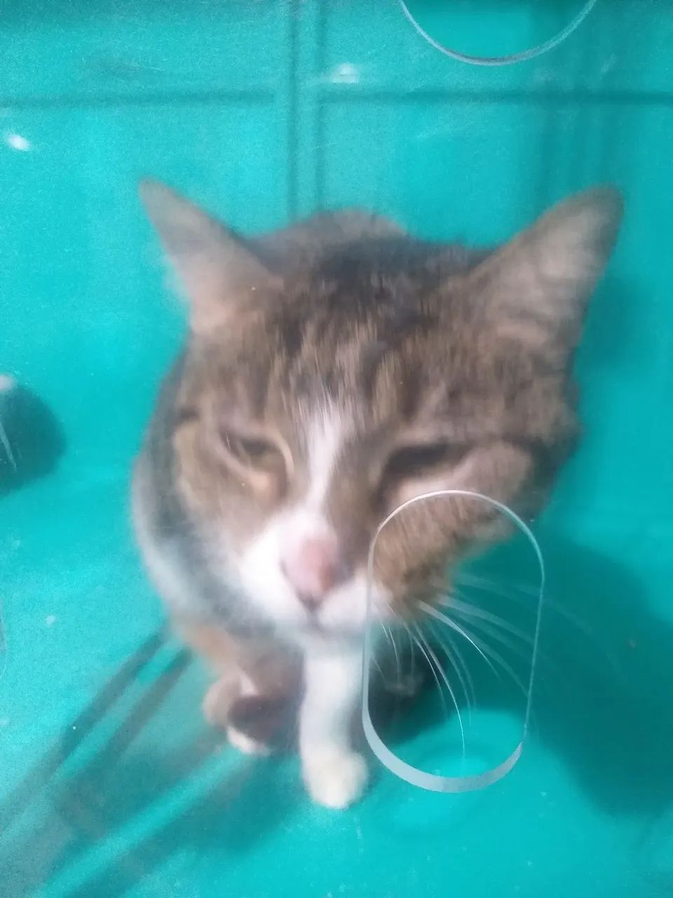 Bicho - Foto 2