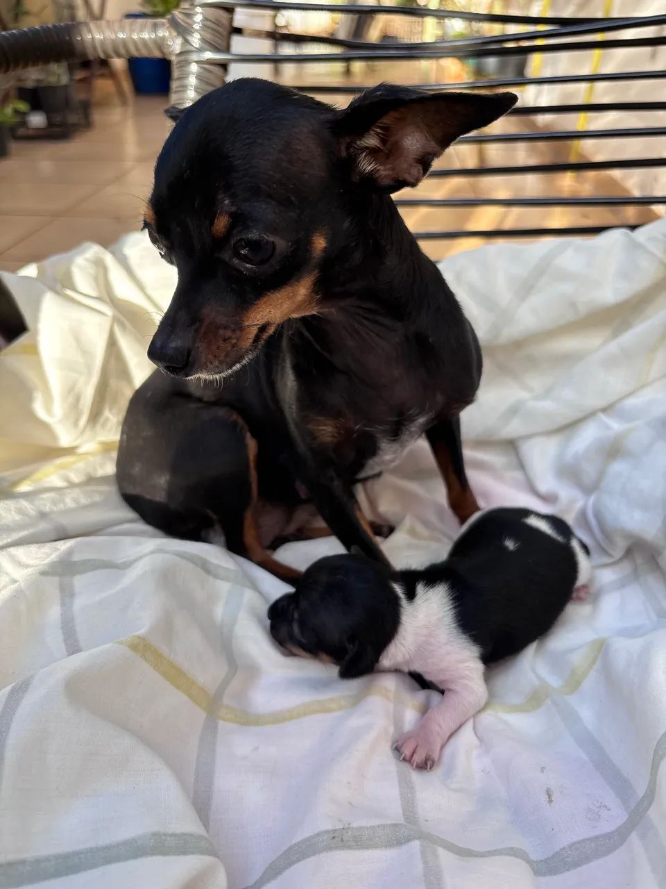 Casal de Pinscher zero  - Foto 2