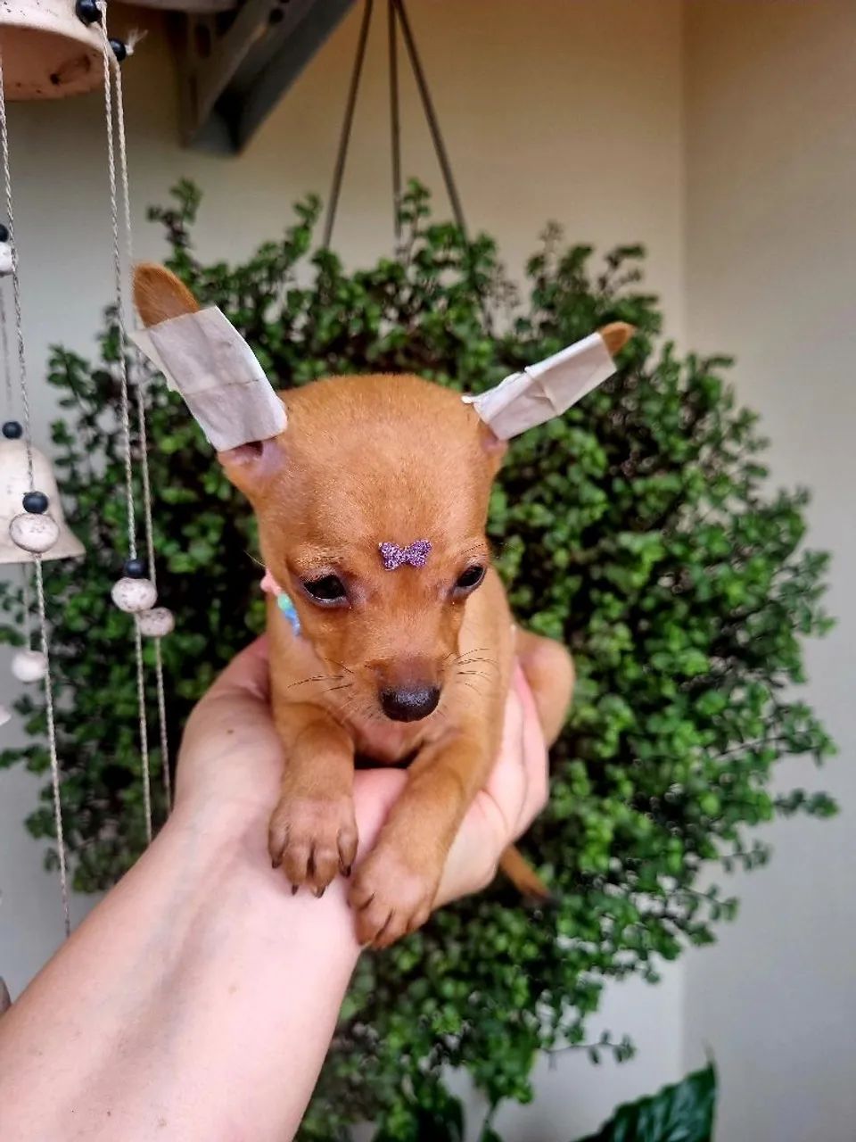 Pinscher mini Fêmea  - Foto 2