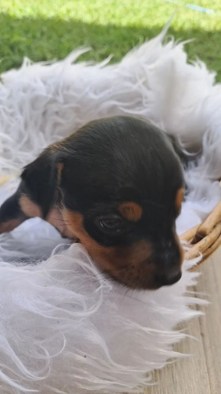Pinscher  - Foto 4