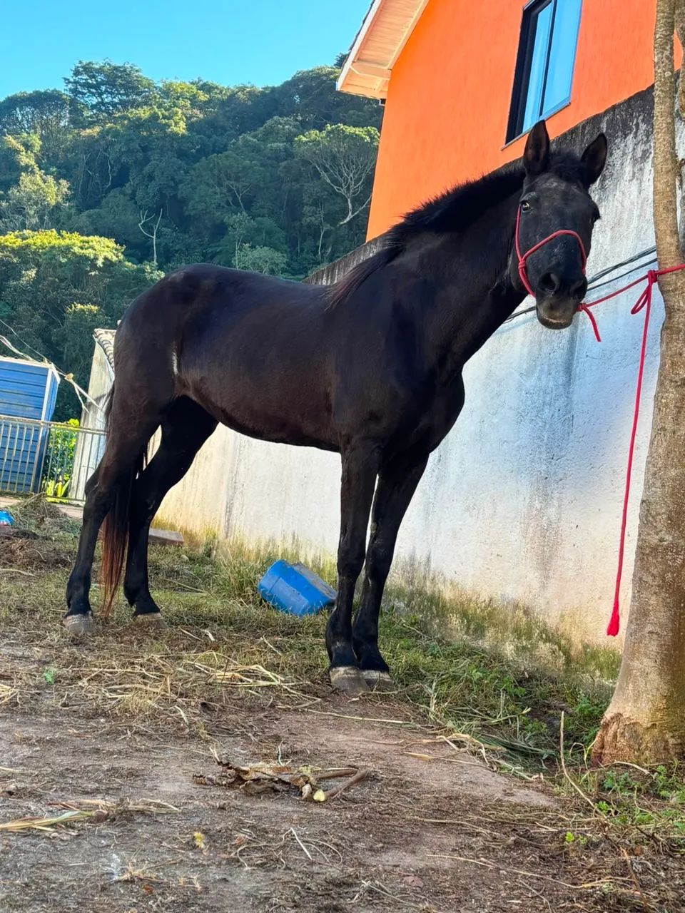 Égua mangalarga 