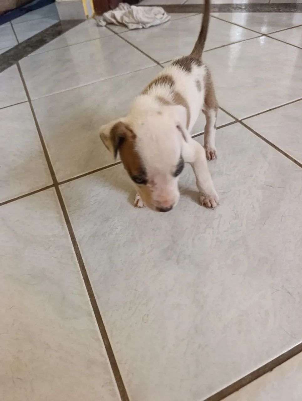 Cachorrinho  - Foto 2