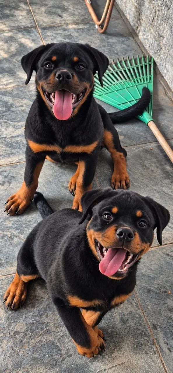 Rottweiler  - Foto 3