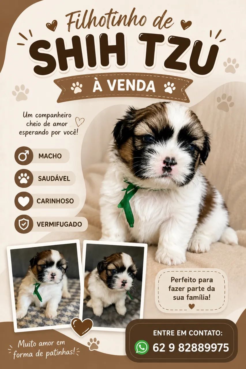 Shihtzu macho puro - Foto 4