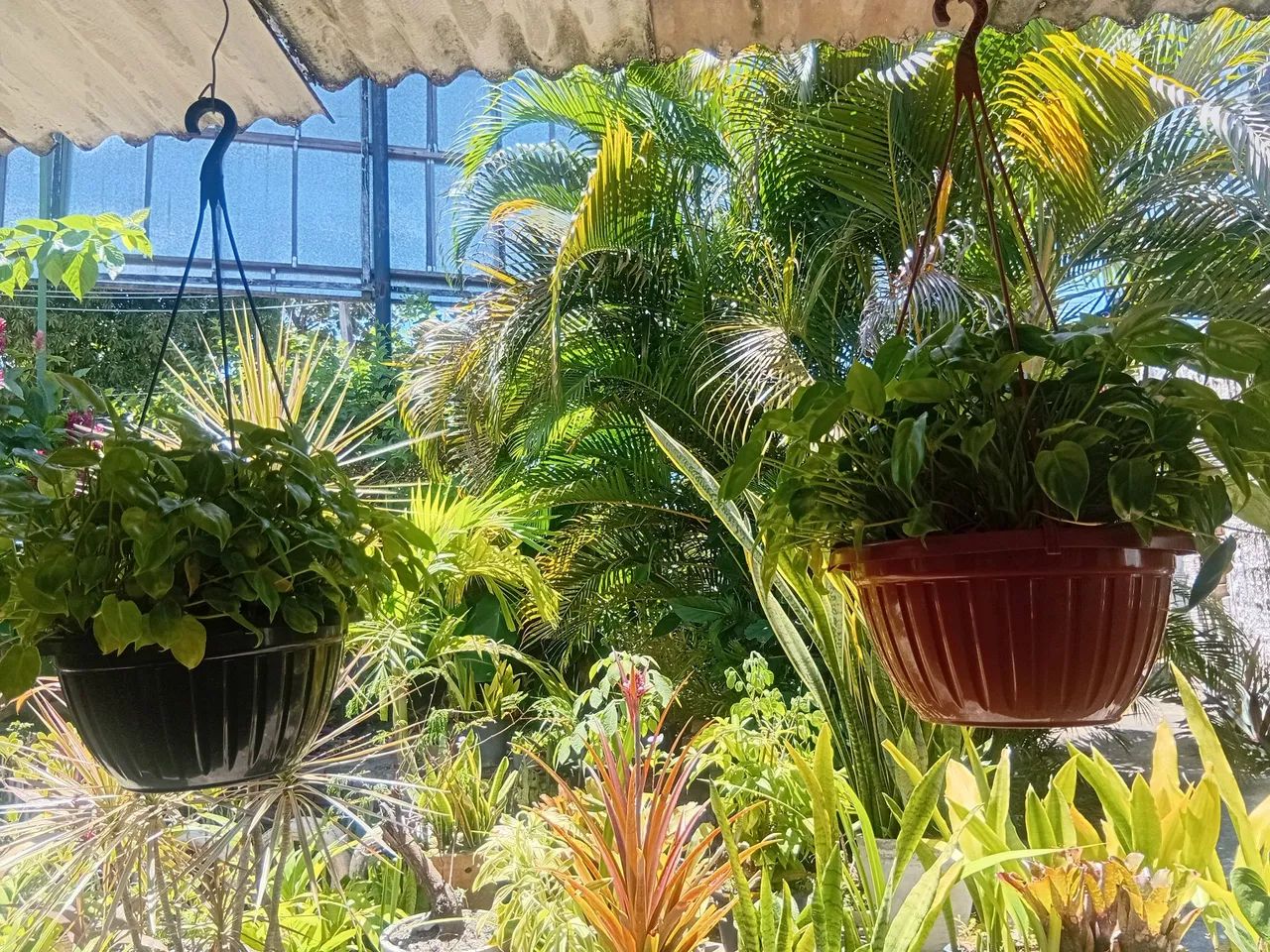 Casa das plantas ( Girador ufpb) - Foto 2
