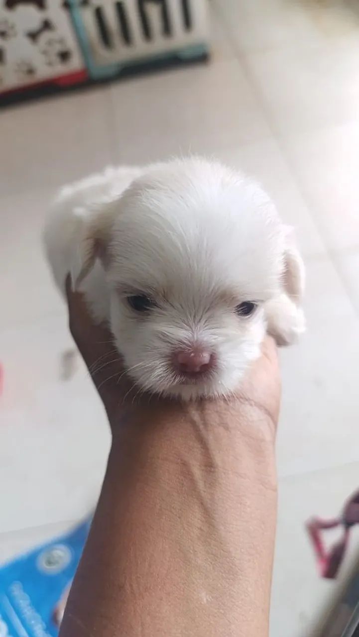 Venda de cachorro  - Foto 5