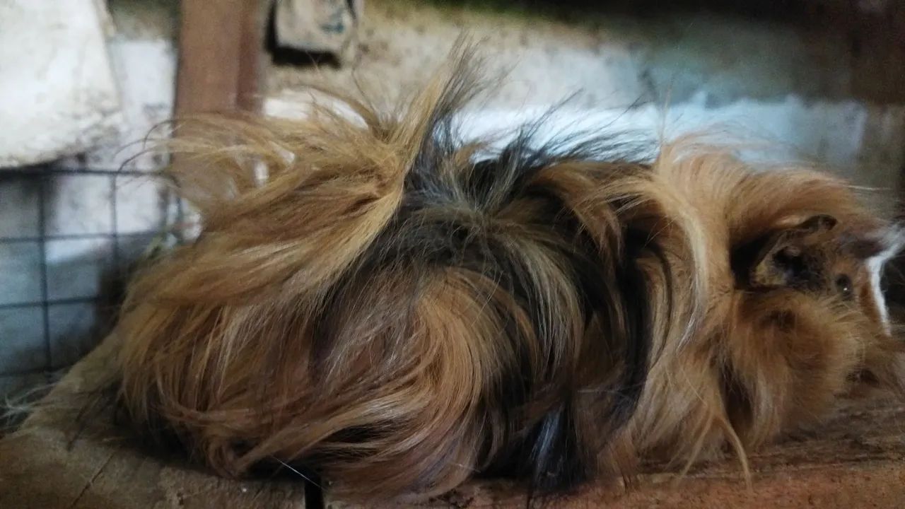 Porquinho da Índia (Preá) - Foto 3