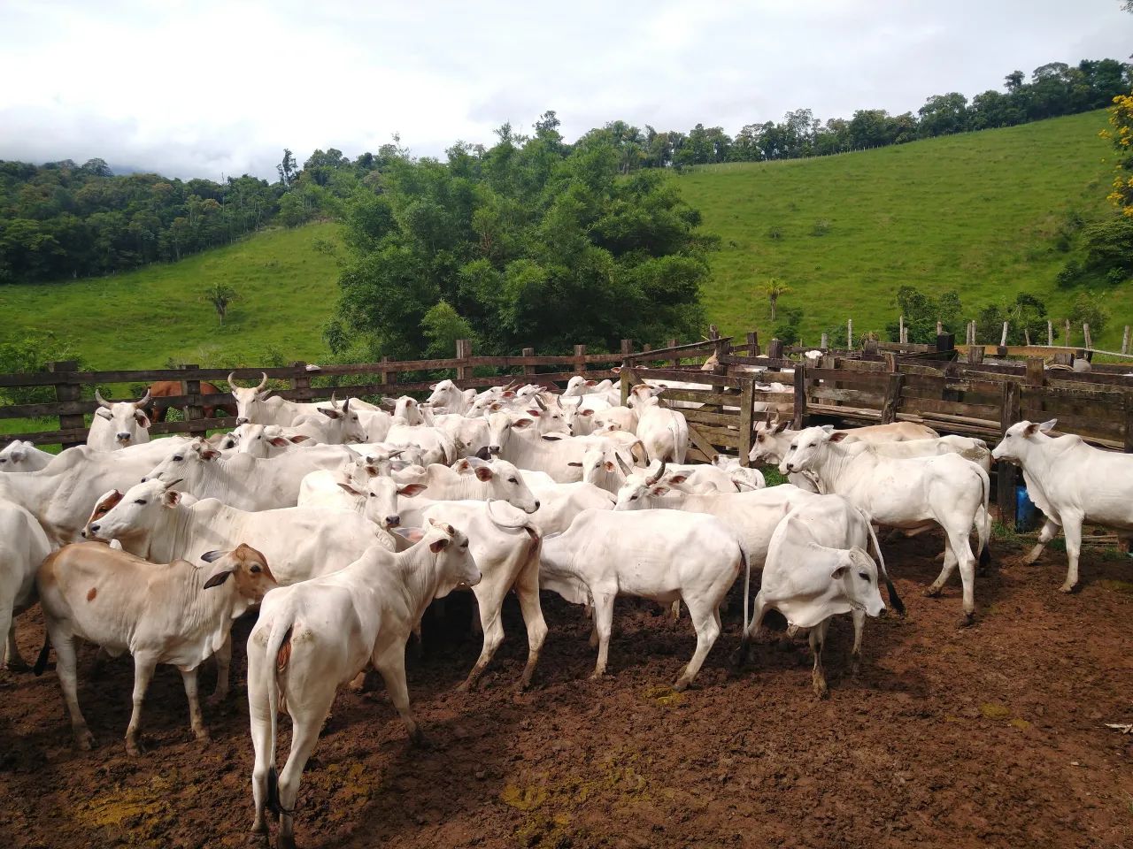 fazenda 46 alqueires