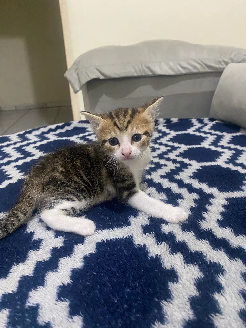 Gatinhos para adoção 
