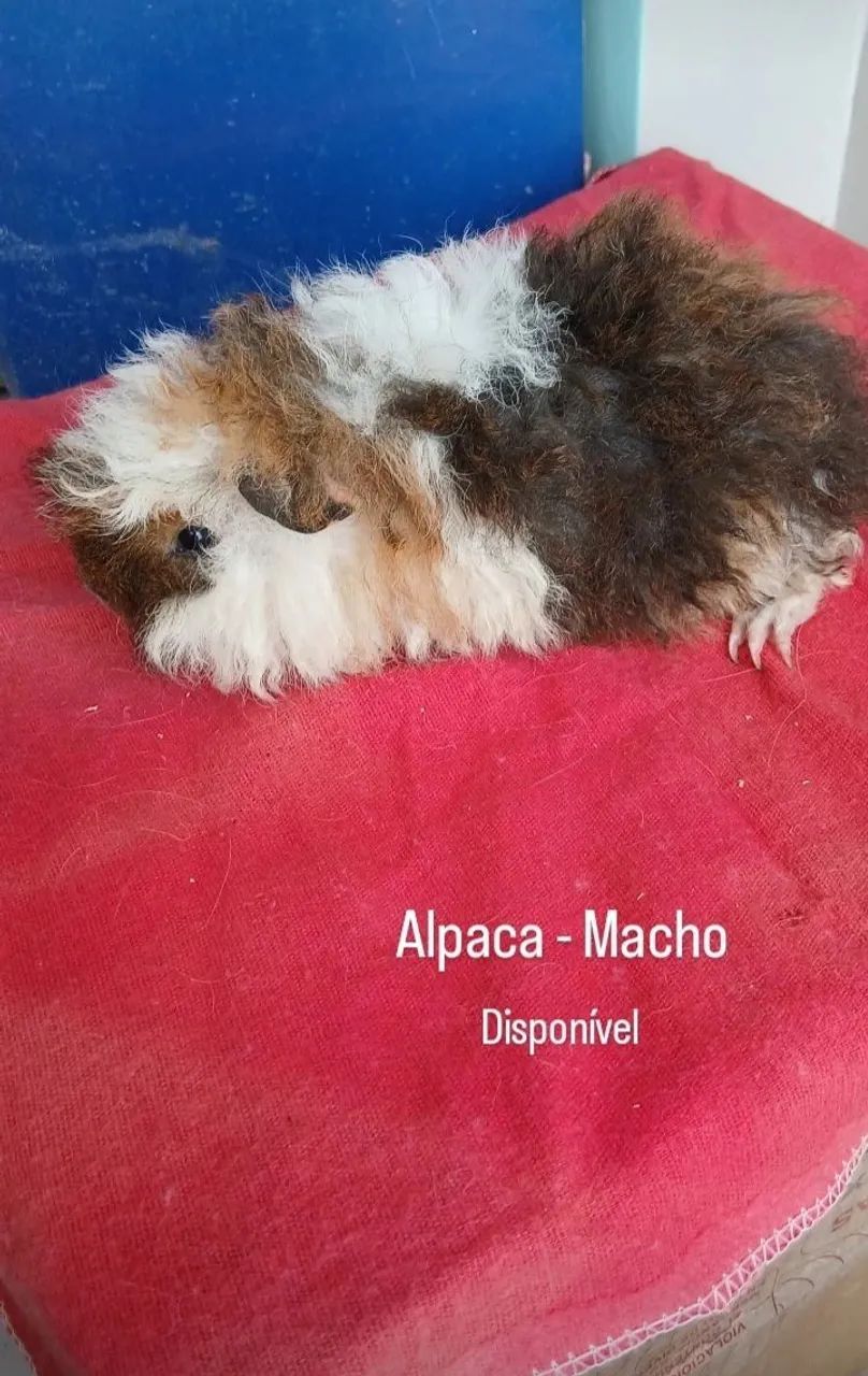 Porquinhos da india PERUNOS e ALPACAS - Foto 2