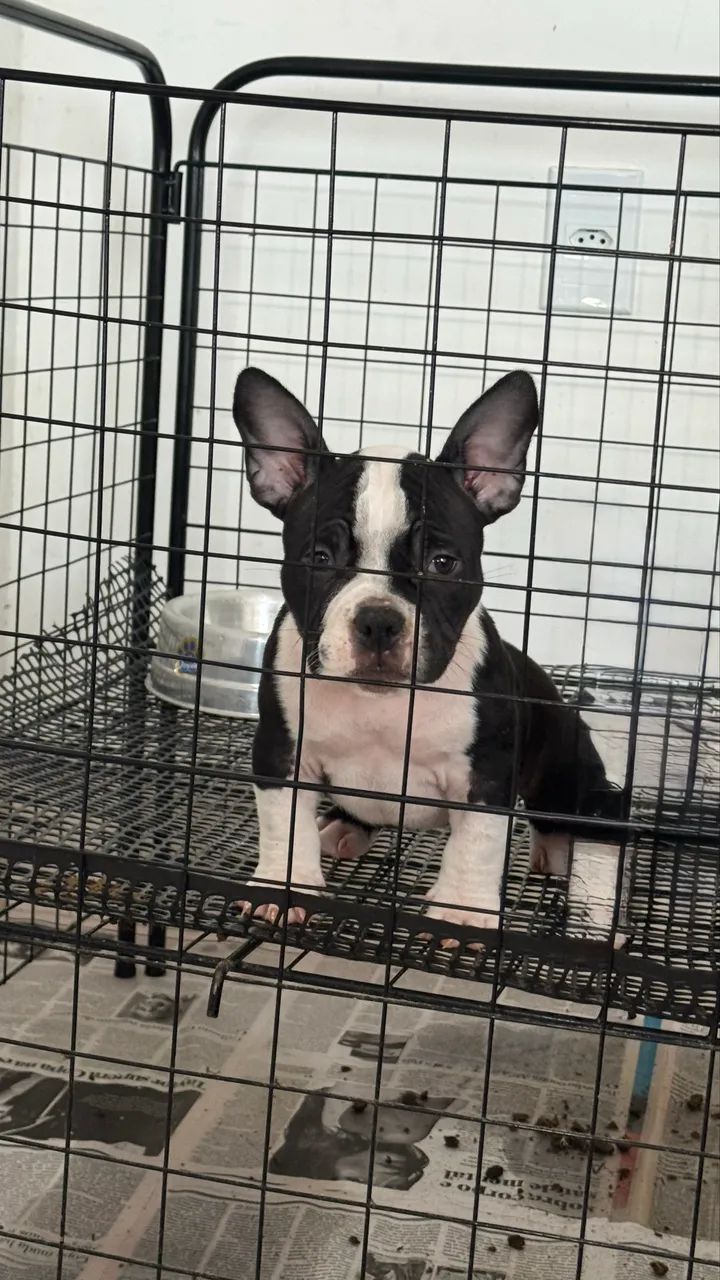 American Bully