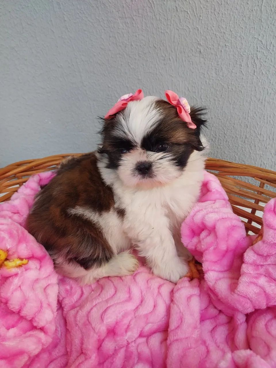 Fêmeas Shih-tzu 