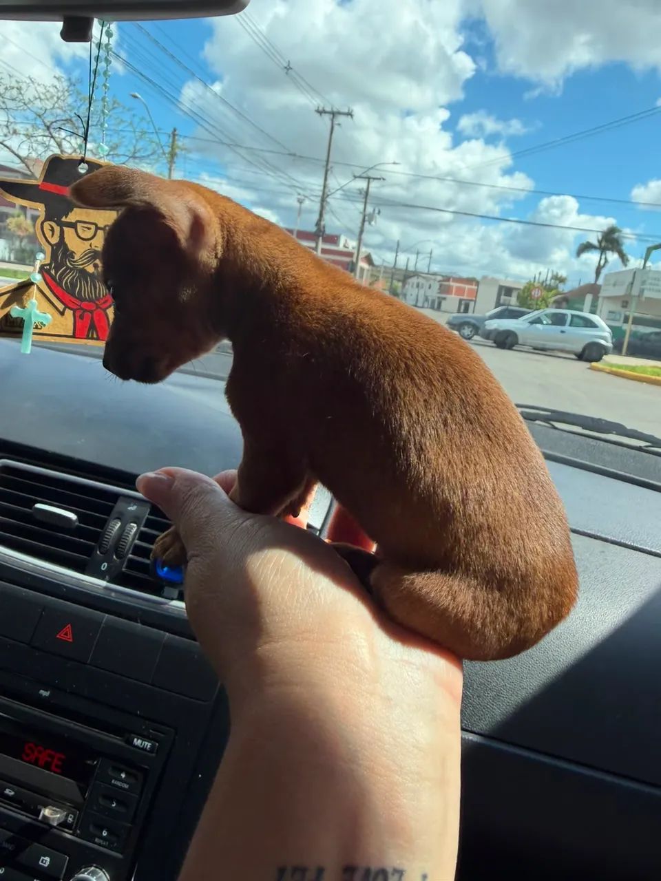 Pinscher  - Foto 5