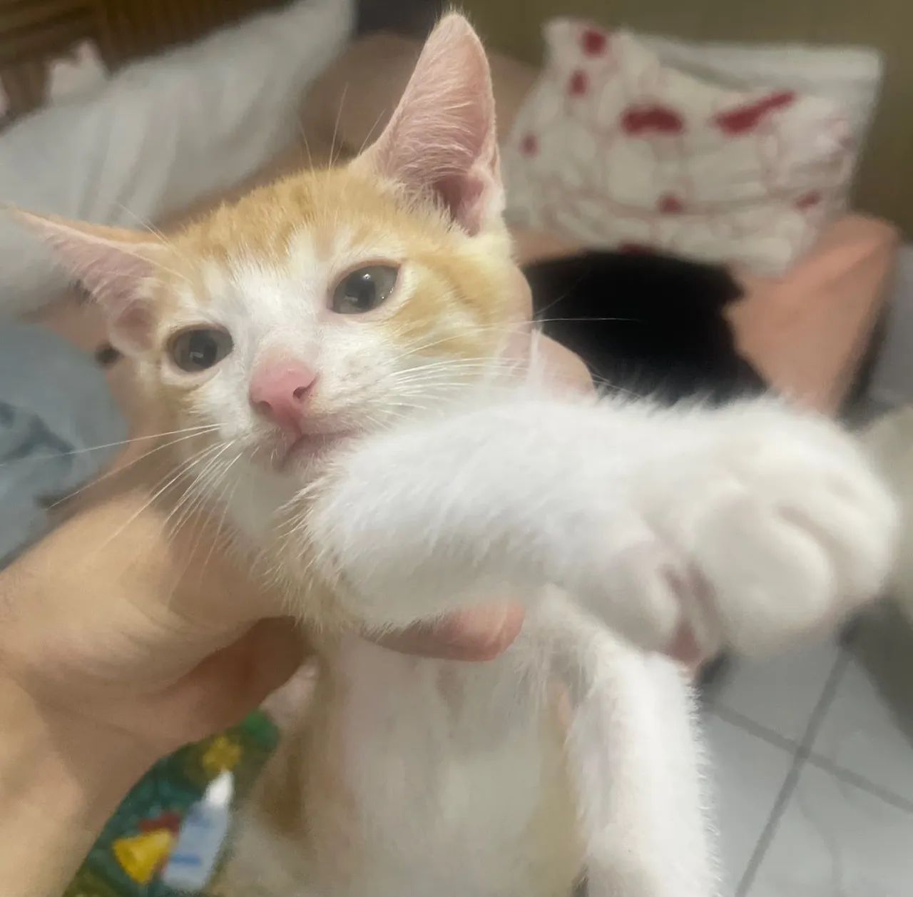 Gatos - Foto 3