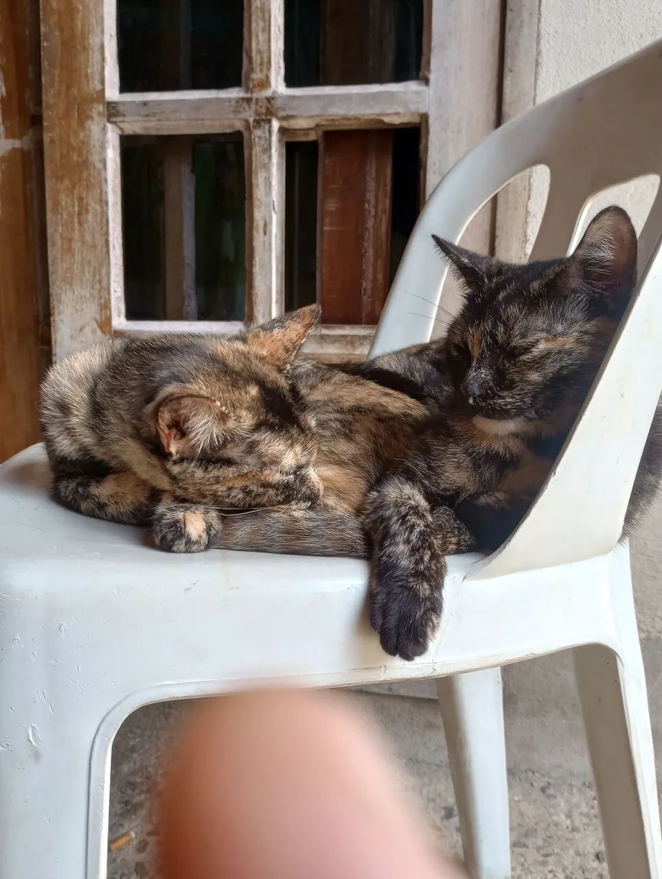 Adoção de gatas (Leia o anúncio) - Foto 4