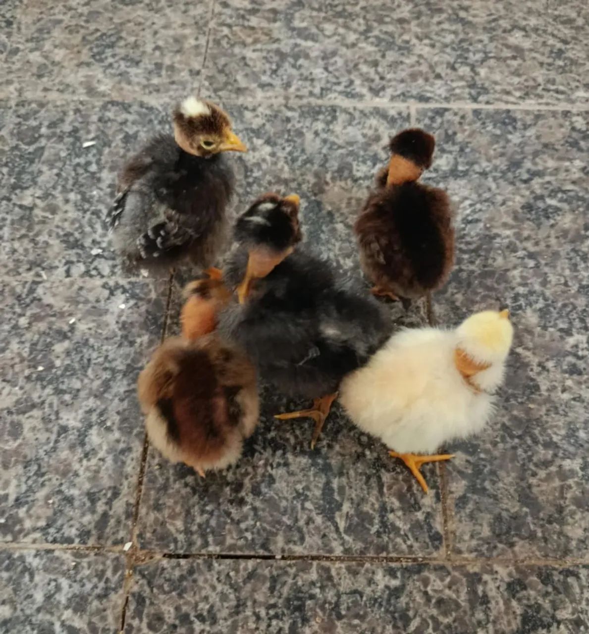 18 Pintinhos Pescoço Pelado 