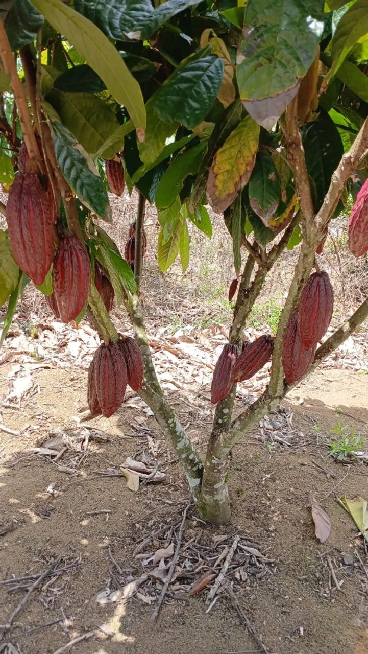 Sítio/Roça de cacau e banana  - Foto 3