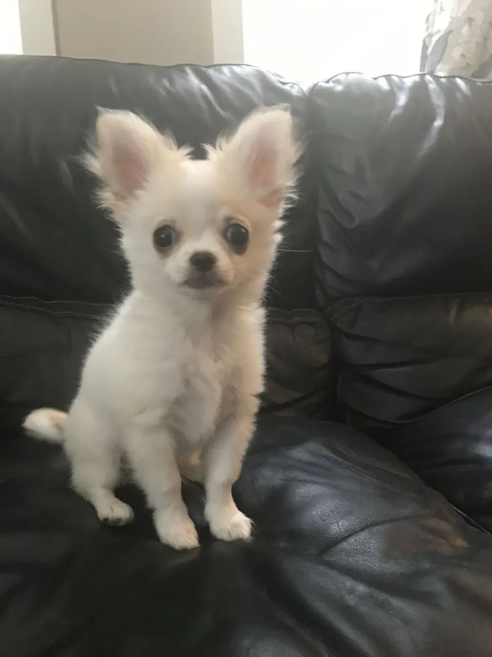 Chihuahua fofo demais 