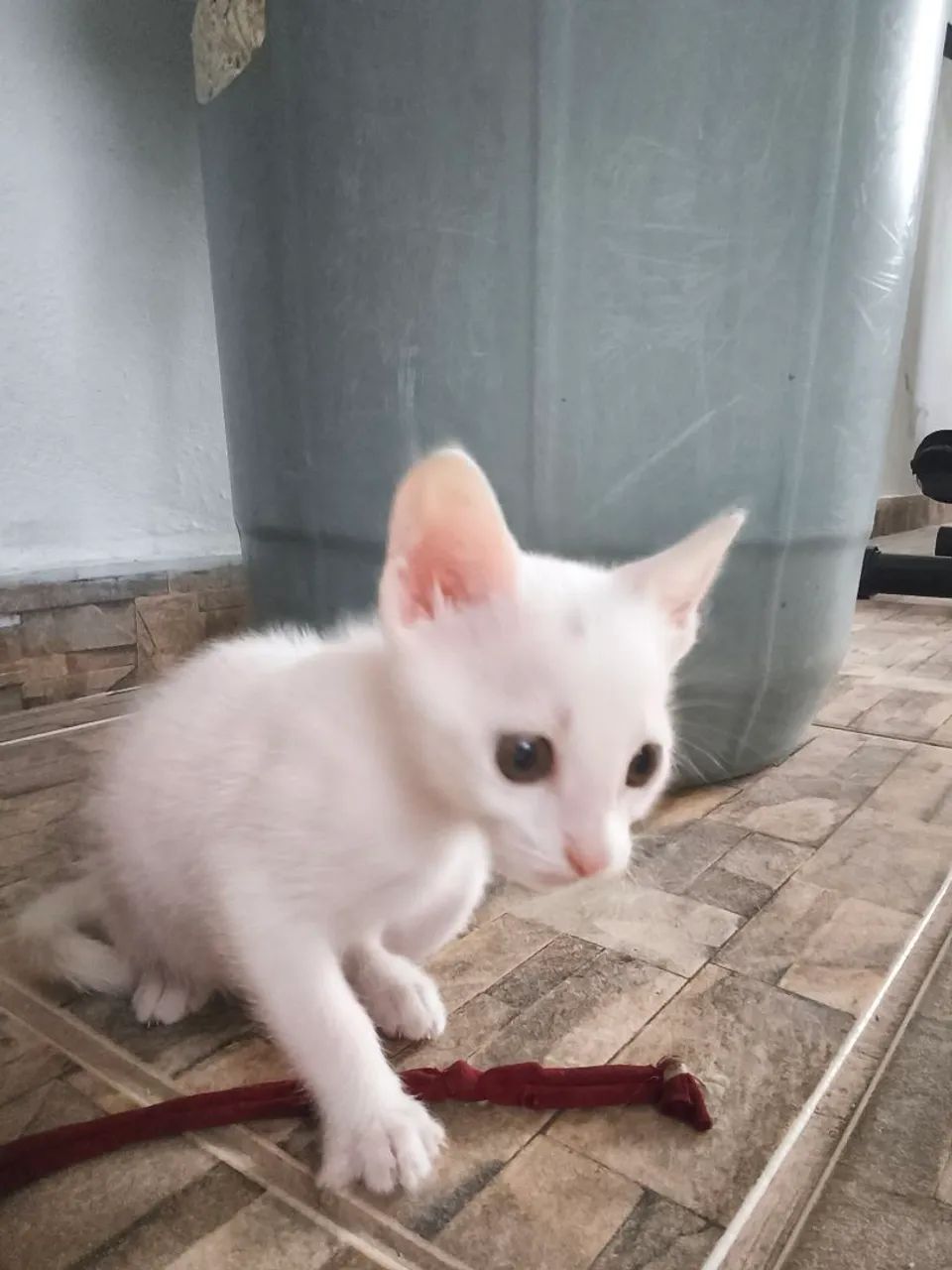 Três gatinhas adoção fêmea filhote - Foto 3