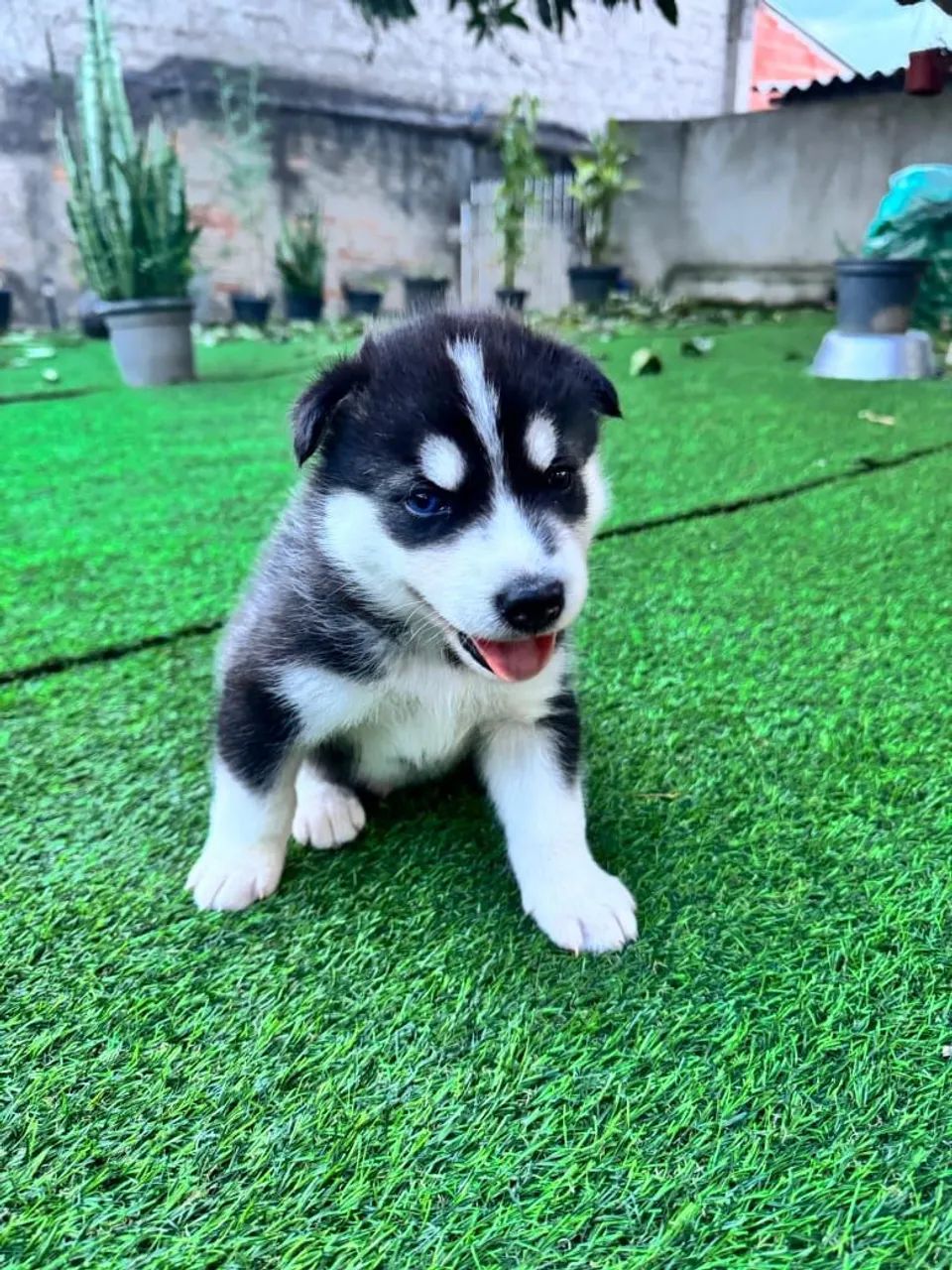 Vendo husky siberiano  - Foto 4