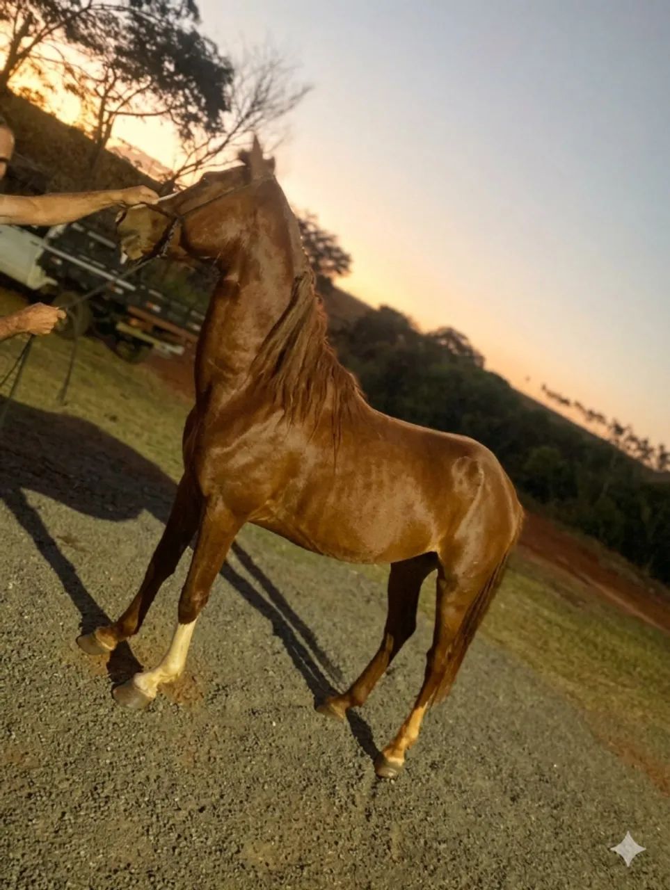 cavalo - Foto 2