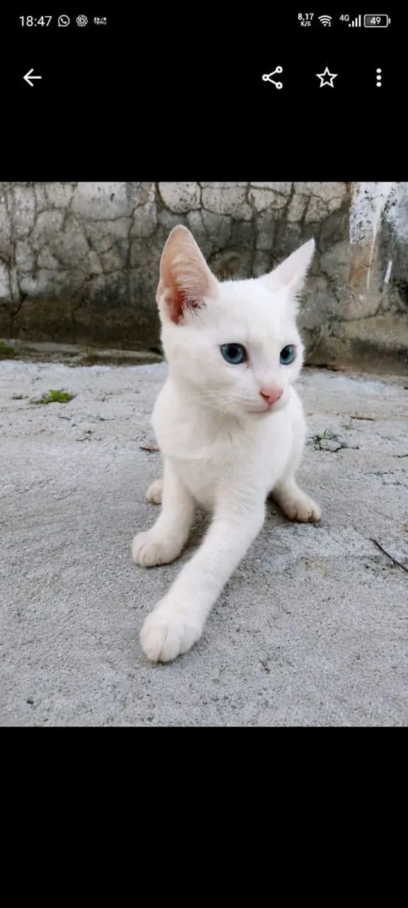 Adoção de gato - Foto 2