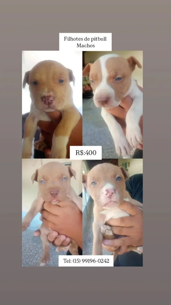 Vendo Pitbull 