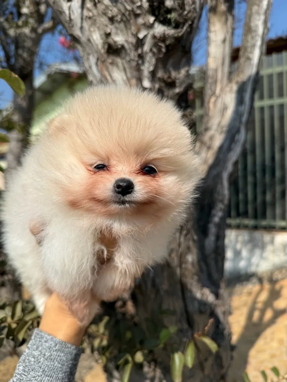 Spitz Alemão  - Foto 4