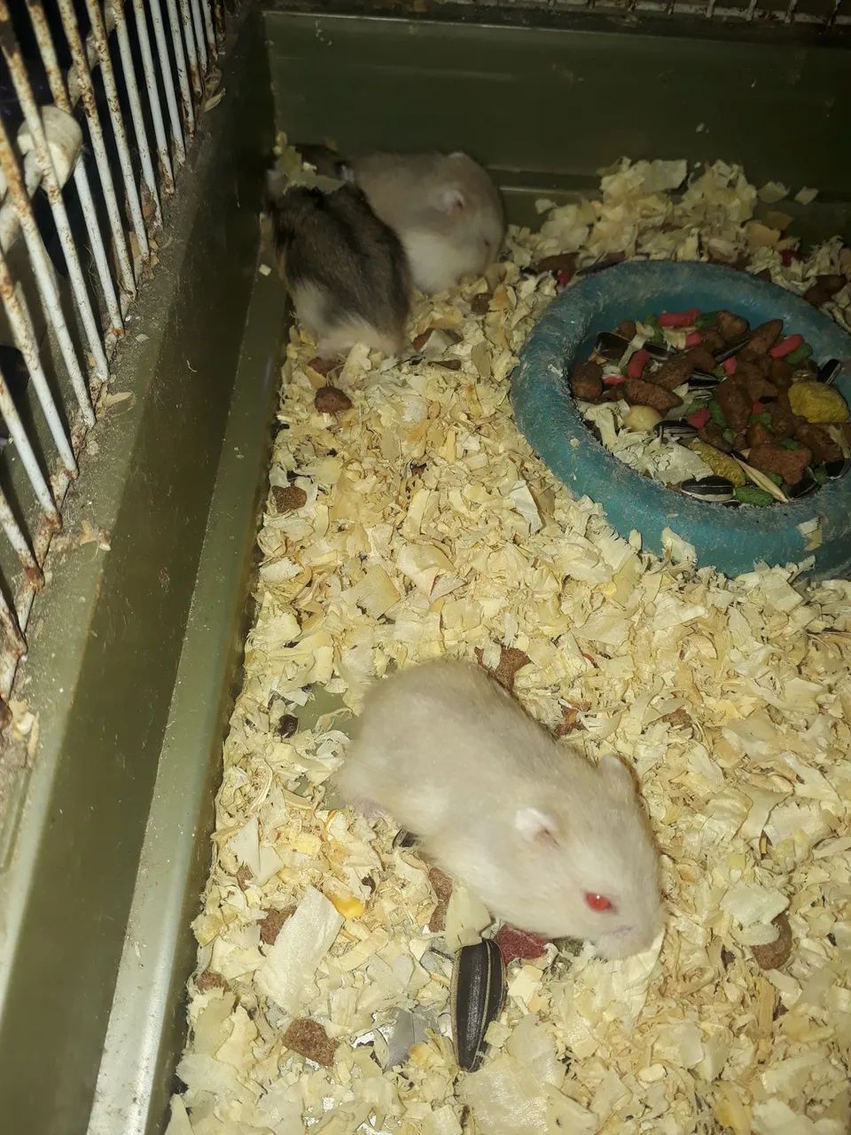 Anão russo - Foto 3